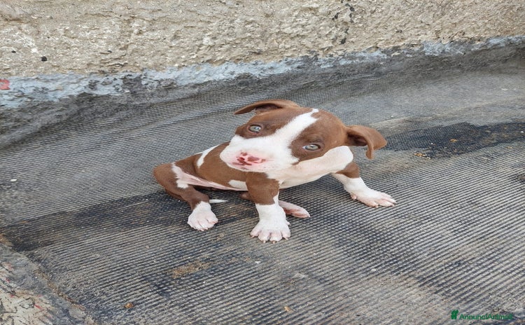 Pitbull cani a Provincia di Foggia - Annuncio 17