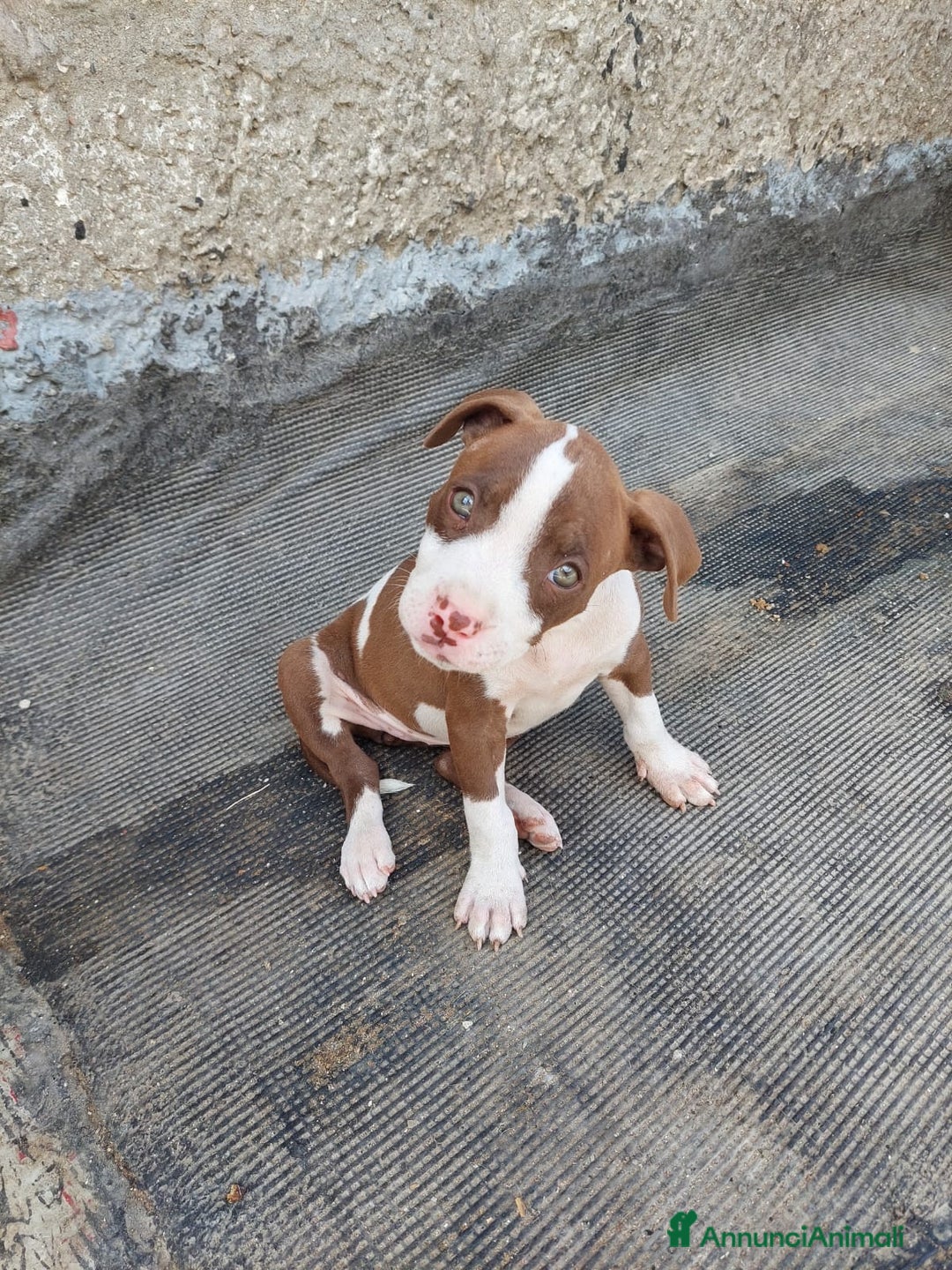 Pitbull cani in vendita: Cuccioli pitbull terrier a Provincia di Foggia - Immagine 1
