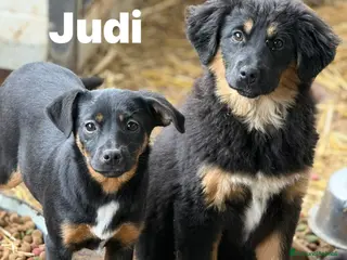 Meticcio cani 3 CUCCIOLOTTE affettuosissime! 3 MESI. - Annuncio 32