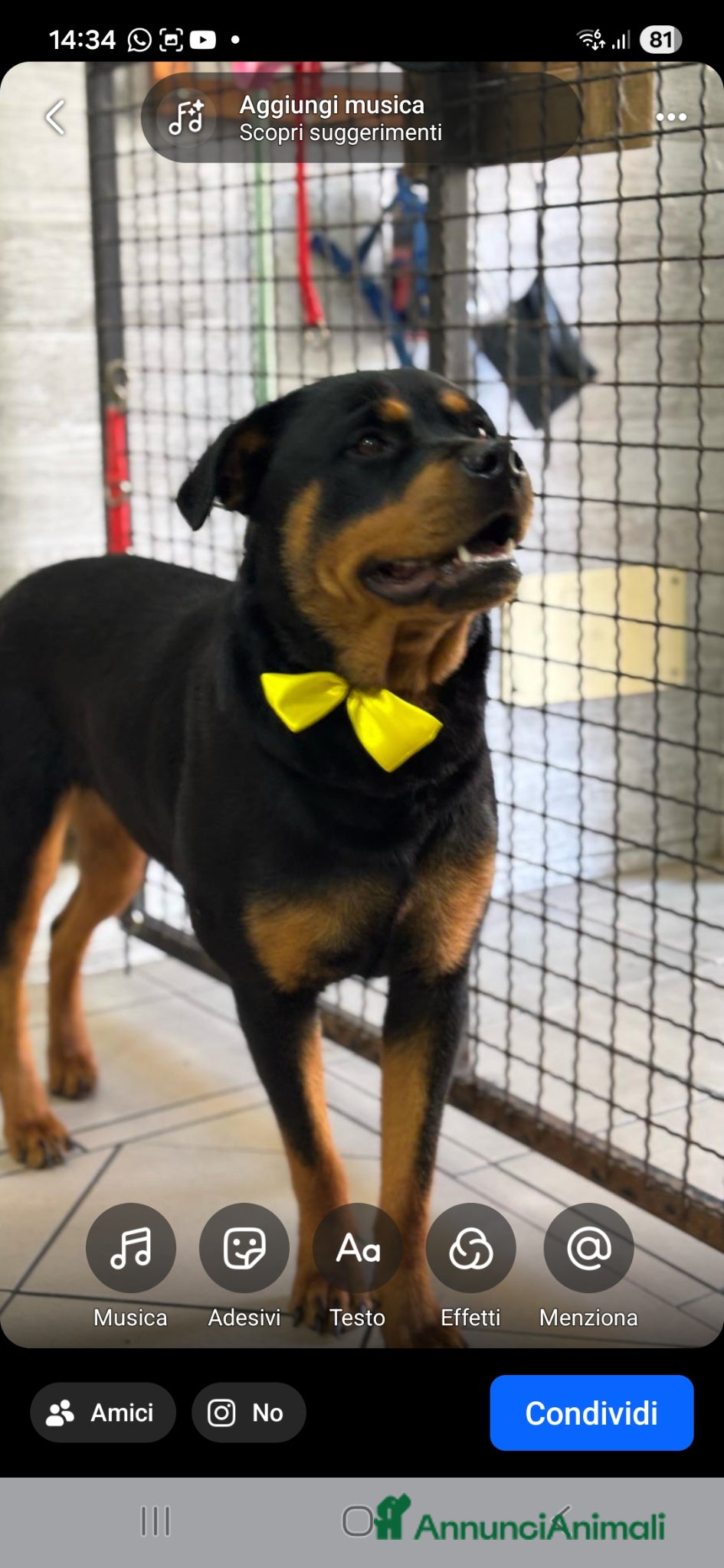 Rottweiler cani Cuccioli di rottweiler  - Annuncio 1