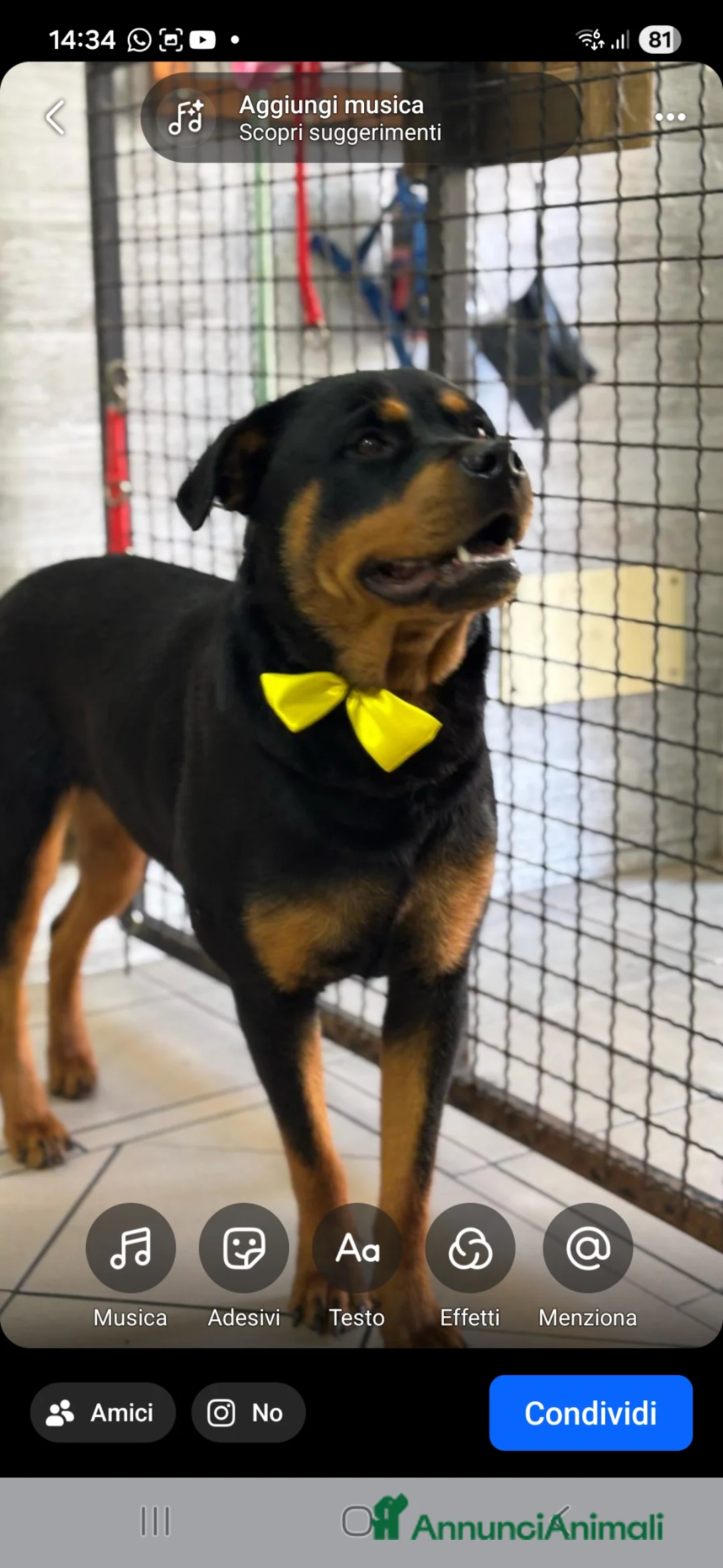 Rottweiler cani in vendita: Cuccioli di rottweiler  a Provincia del Sulcis Iglesiente - Annuncio 1