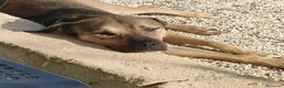 Meticcio cani in regalo: Bobby, dolce e speciale - Annuncio 9