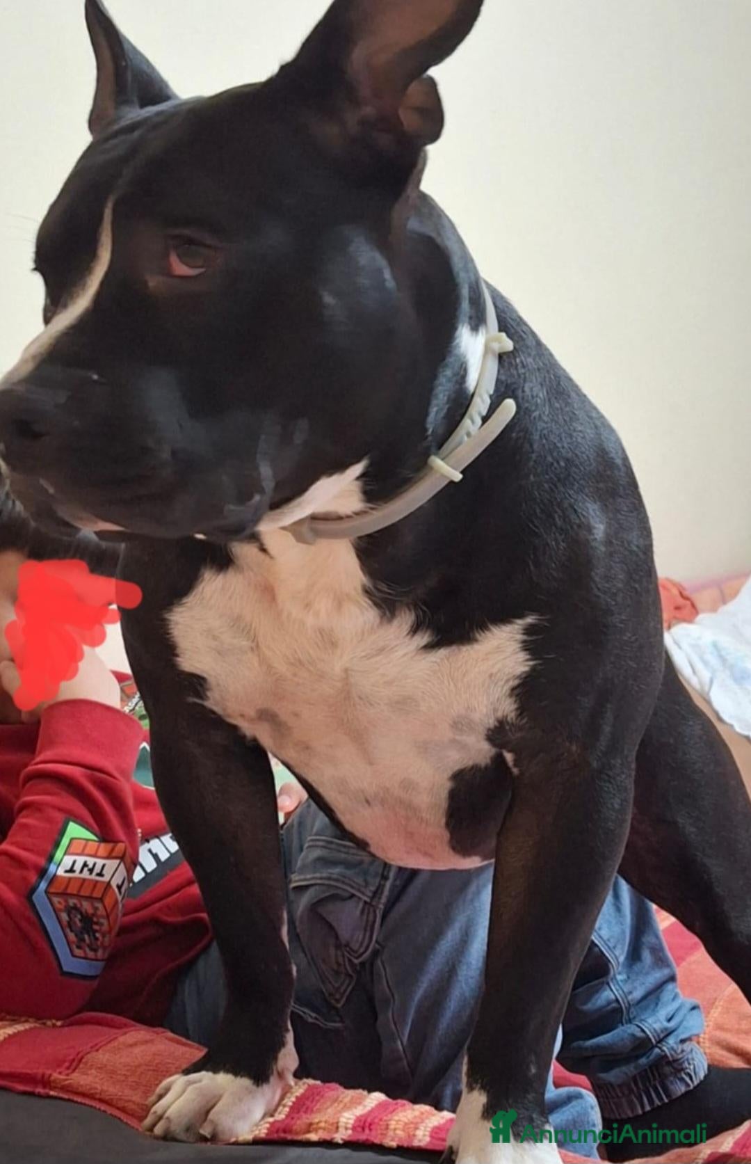 American Bully cani American Bully 3anni a giorni il 4ABBANDONO!! AL - Annuncio 32