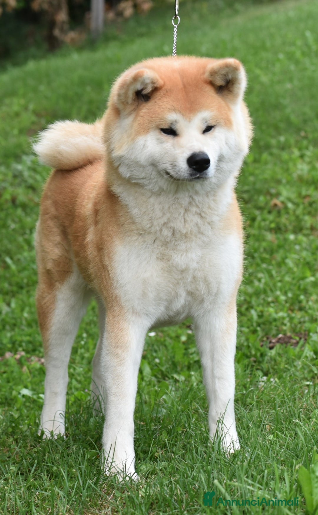 Akita Inu cani in vendita: Prenotazione cuccioli di Akita Inu - Annuncio 5