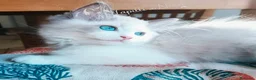 Siberiano gatti in vendita: Disponibili ultimi cuccioli gatti neva masquerade - Annuncio 6