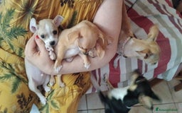 Chihuahua cani in vendita: Chihuahua Cuccioli stupendi a Città metropolitana di Roma Capitale - Immagine 25