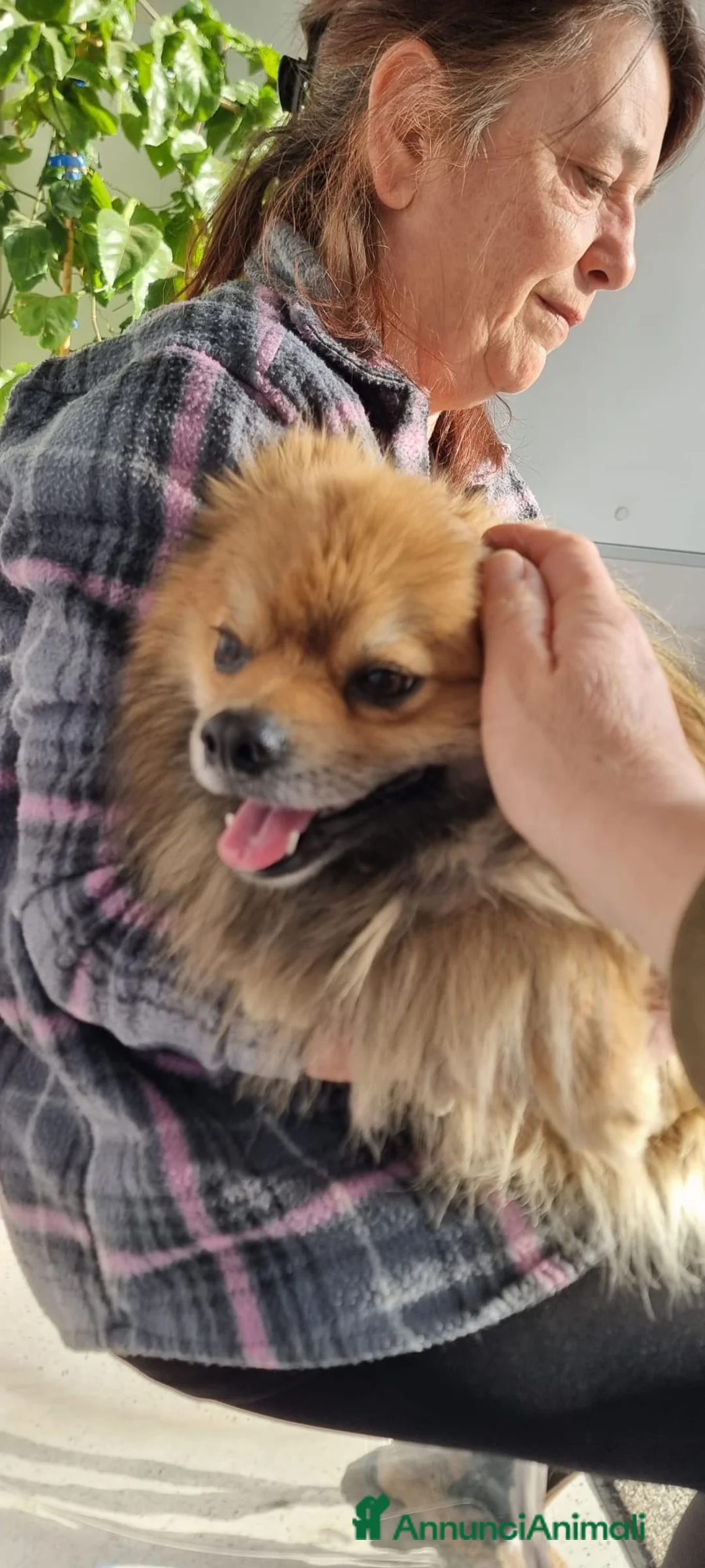 Meticcio cani in regalo: PINO 💙 - cerca una famiglia. Per davvero…🥺 - Annuncio 2