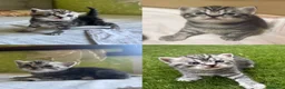 Scottish gatti in vendita: Scottish  - Annuncio 3