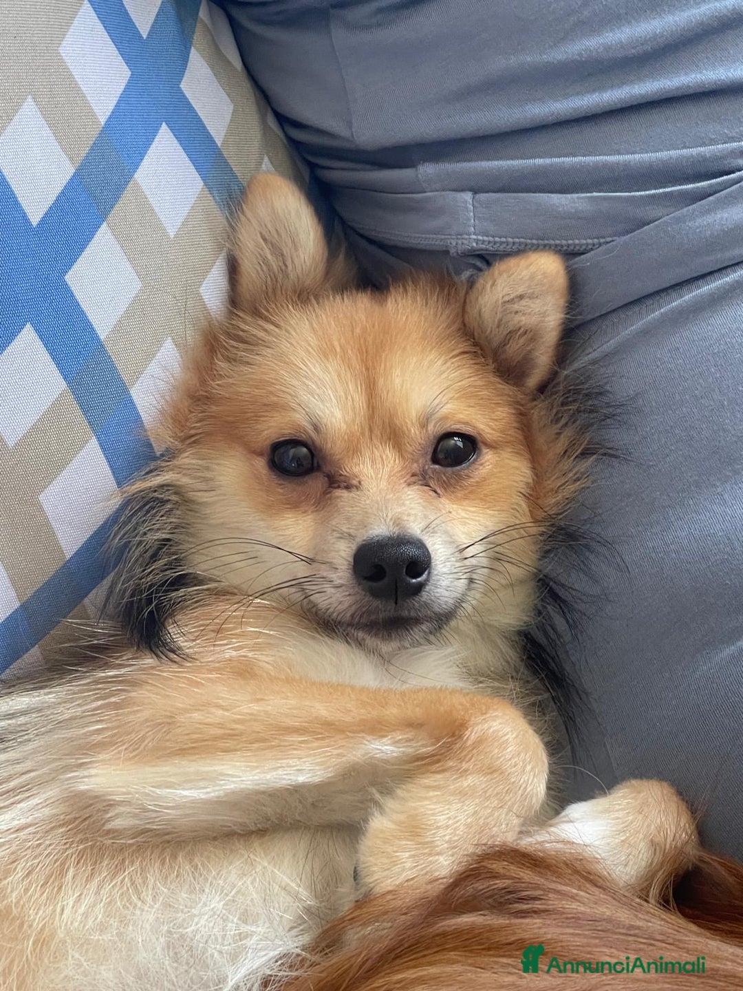 Volpino Pomerania cani per accoppiamento: Maschietto disponibile per monta  - Annuncio 3