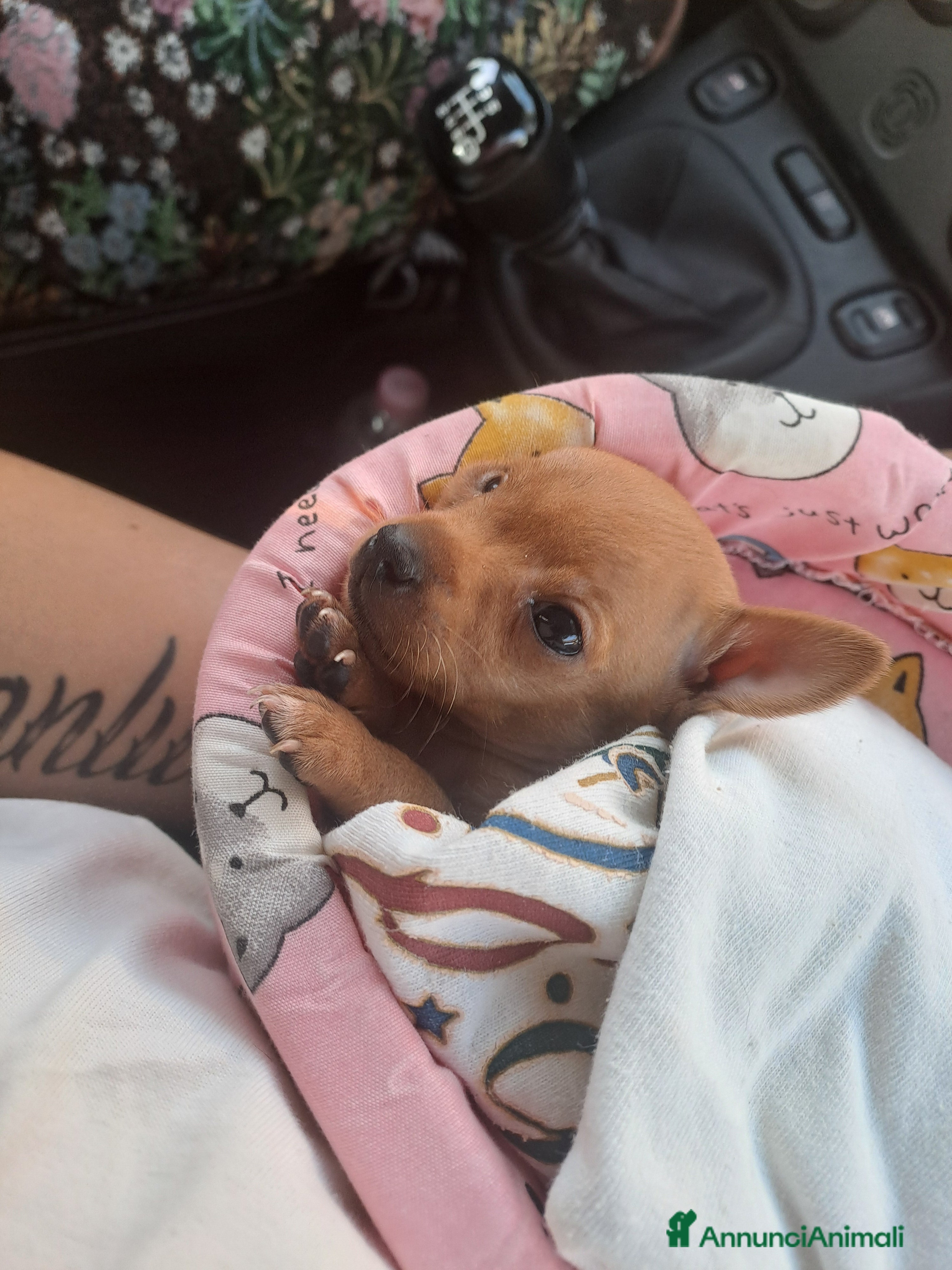 Chihuahua cani Chihuahua 300 prezzo trattabile  - Annuncio 23