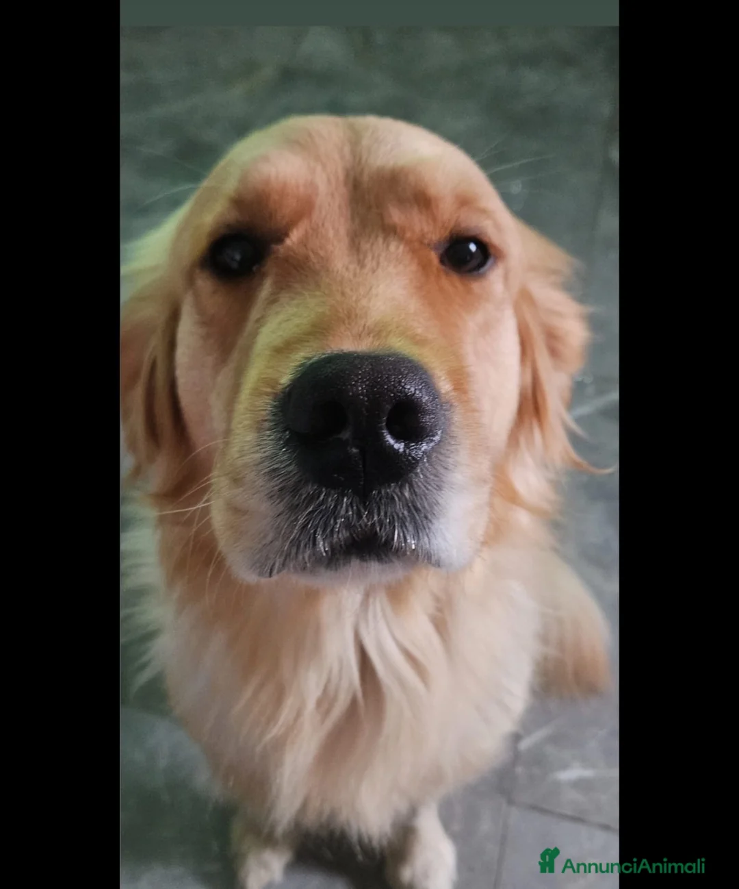 Golden Retriever cani in vendita: Vendo Cucciola di Golden Retriver - Annuncio 4