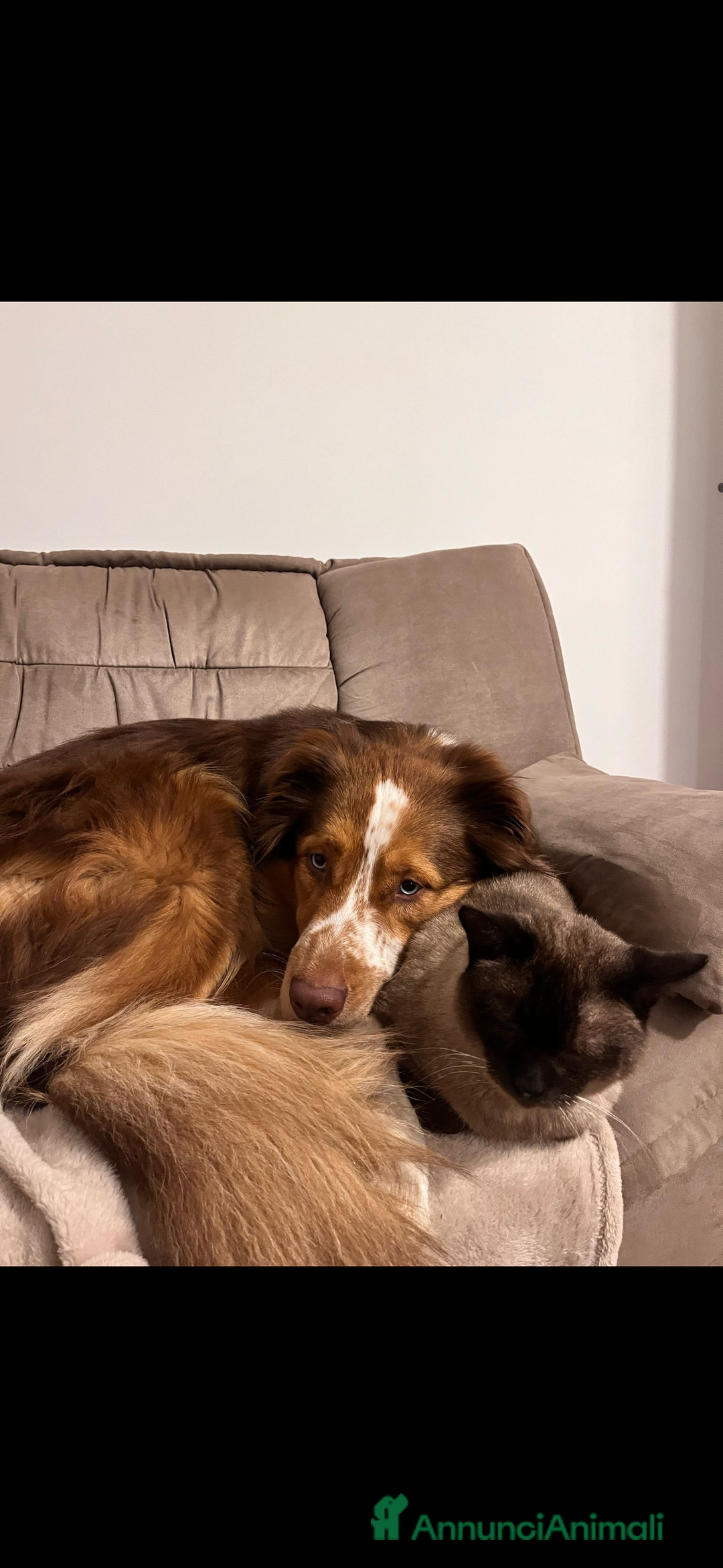 Australian Shepherd cani per accoppiamento: Pastore australiano, 3 anni, stallone - Annuncio 7