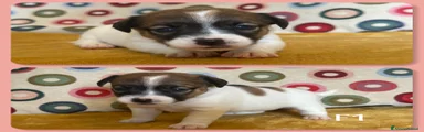 Cucciolo femmina