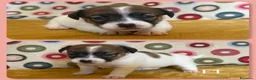 Jack Russell cani in vendita: Cuccioli Jack Russell  Pelo Liscio con Pedigree - Annuncio 7