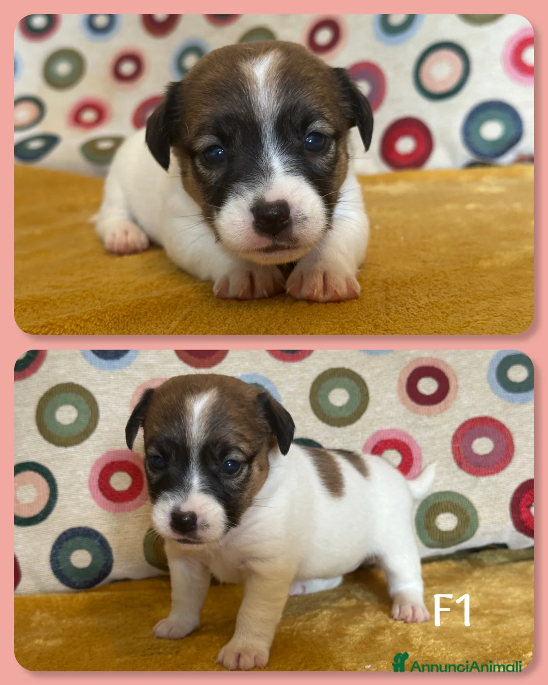 Jack Russell cani in vendita: Cuccioli Jack Russell  Pelo Liscio con Pedigree - Annuncio 7