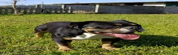 American Bully cani in vendita: American bully - Annuncio 6