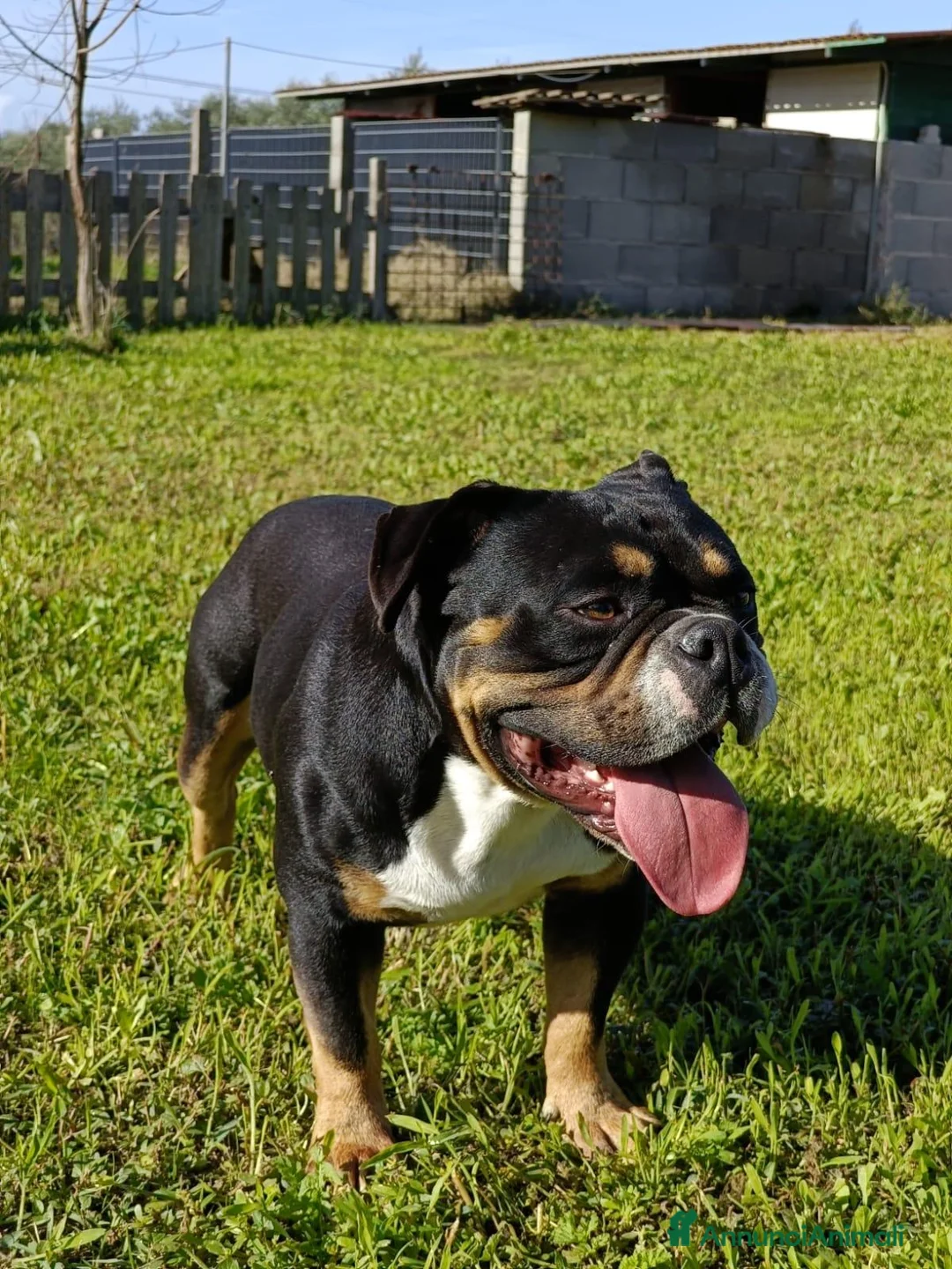 American Bully cani in vendita: American bully - Annuncio 6