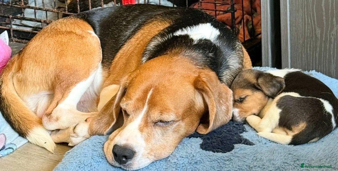 Beagle cani in vendita: Cuccioli di Beagle cercano umani per sempre! a Città metropolitana di Roma Capitale - Annuncio 9