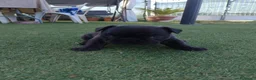 Bulldog Francese cani in vendita: Cuccioli bulldog francese  a Città metropolitana di Roma Capitale - Annuncio 2