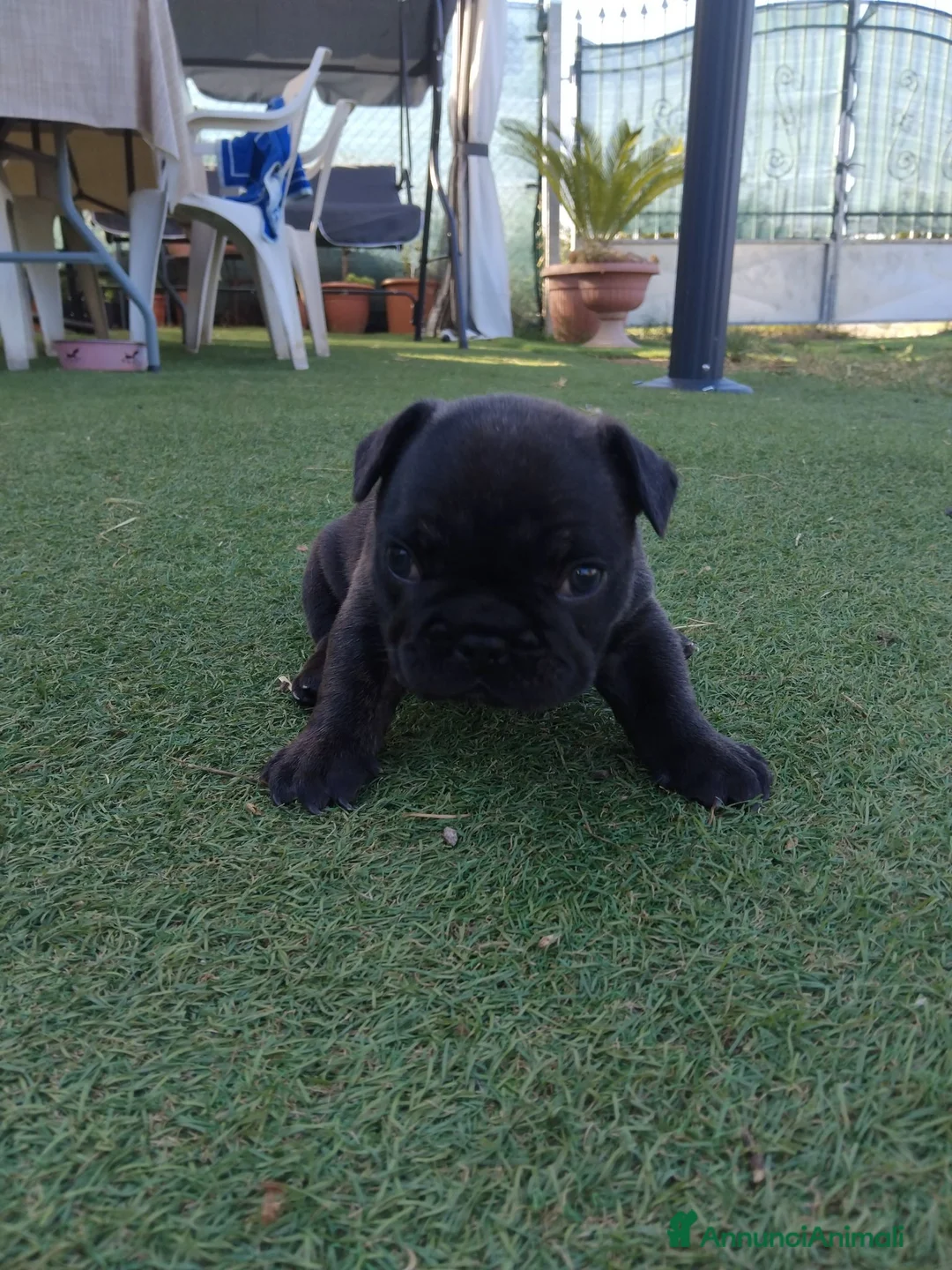Bulldog Francese cani in vendita: Cuccioli bulldog francese  a Città metropolitana di Roma Capitale - Annuncio 2