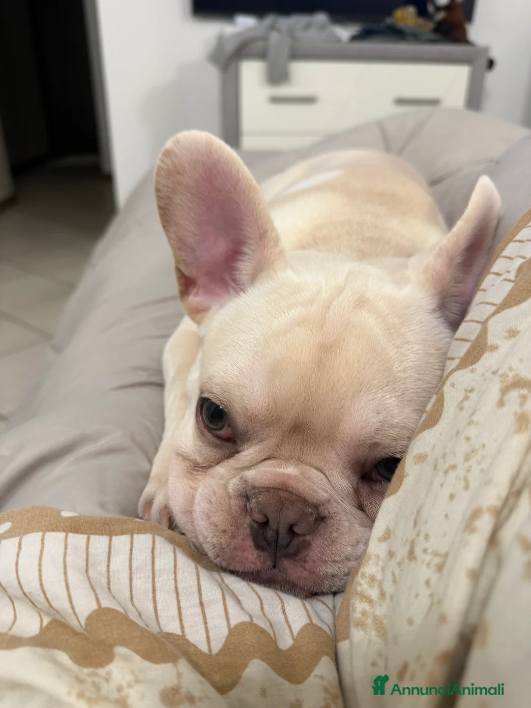 Bulldog Francese cani in vendita: Bulldog francese  - Annuncio 2