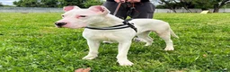 Dogo Argentino cani in regalo: ALBINO DOGO - Annuncio 2
