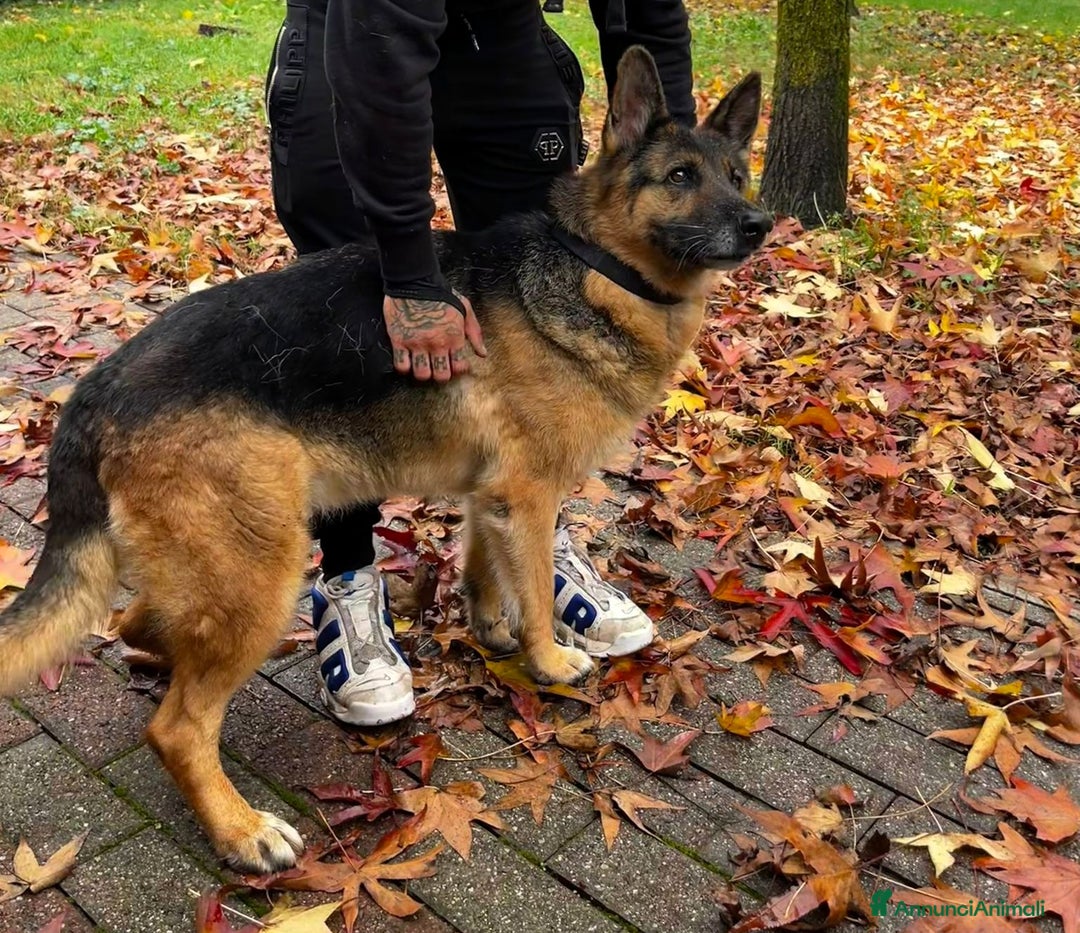 Pastore Tedesco cani in regalo: FEDERICA PASTORE TEDESCO - Annuncio 5