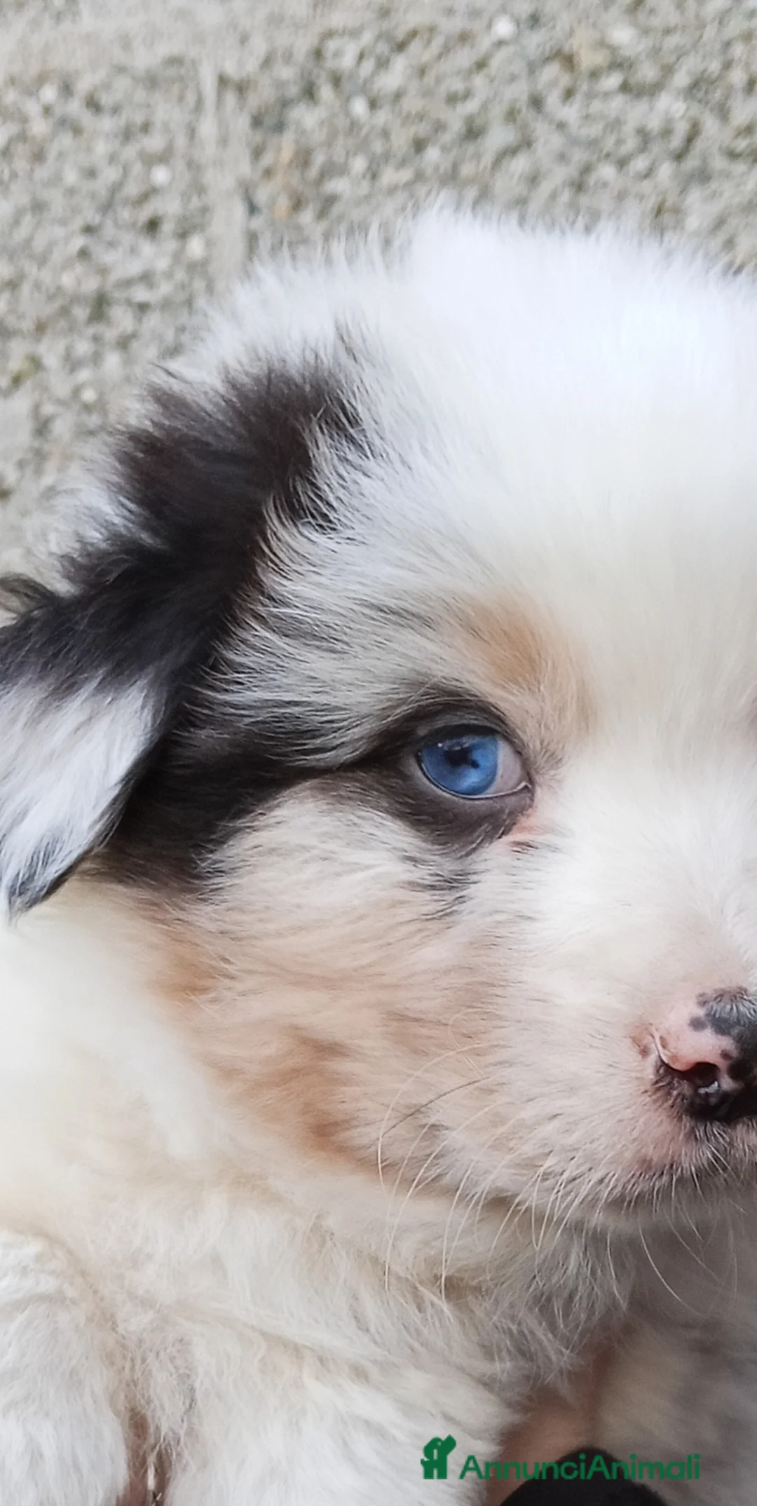 Australian Shepherd cani in vendita: Cuccioli di Australian Shepherd  - Annuncio 1