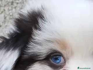 Australian Shepherd cani Cuccioli di Australian Shepherd - Annuncio 30