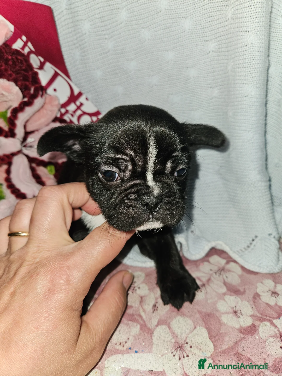 Bulldog Francese cani in vendita: Bulldog francese nero  - Annuncio 1