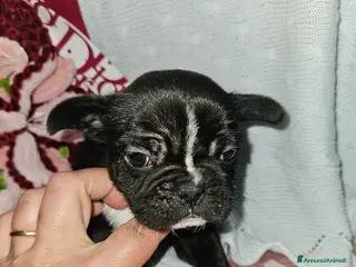 Bulldog Francese cani Bulldog francese nero - Annuncio 5