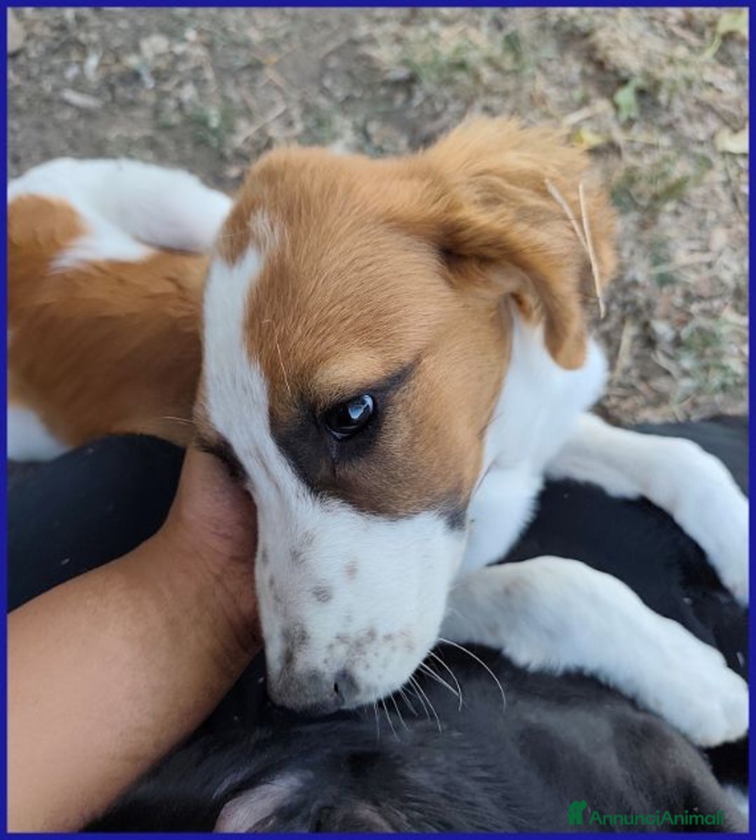 Meticcio cani in regalo: KELLY abbandonata con la sorellina - Annuncio 6