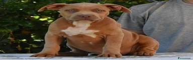 American Bully 2