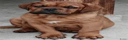 Dogue de Bordeaux cani in vendita: Dogue de Bordeaux a Città Metropolitana di Firenze - Annuncio 1