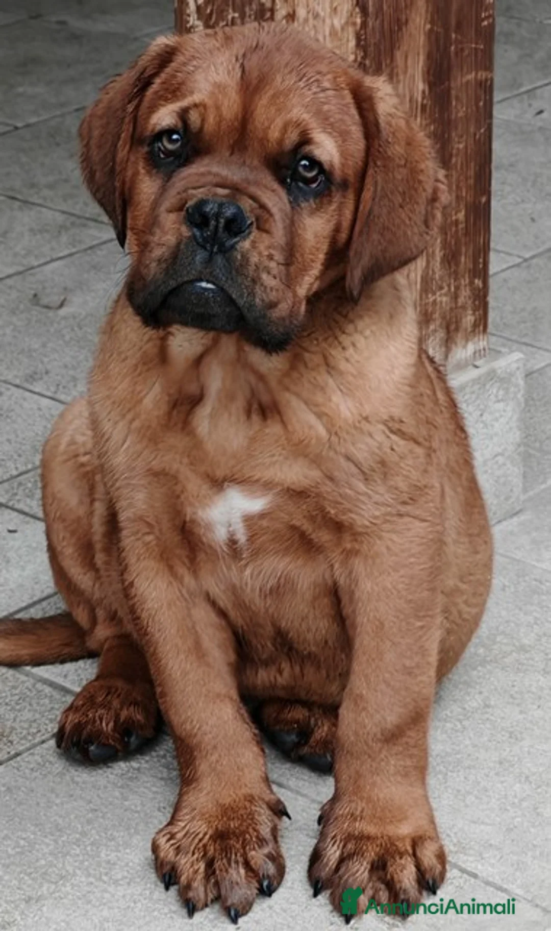 Dogue de Bordeaux cani in vendita: Dogue de Bordeaux a Città Metropolitana di Firenze - Annuncio 1