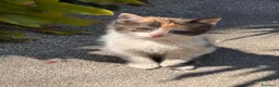 Meticcio gatti in regalo: Cercasi casa per cuccioli  - Annuncio 27