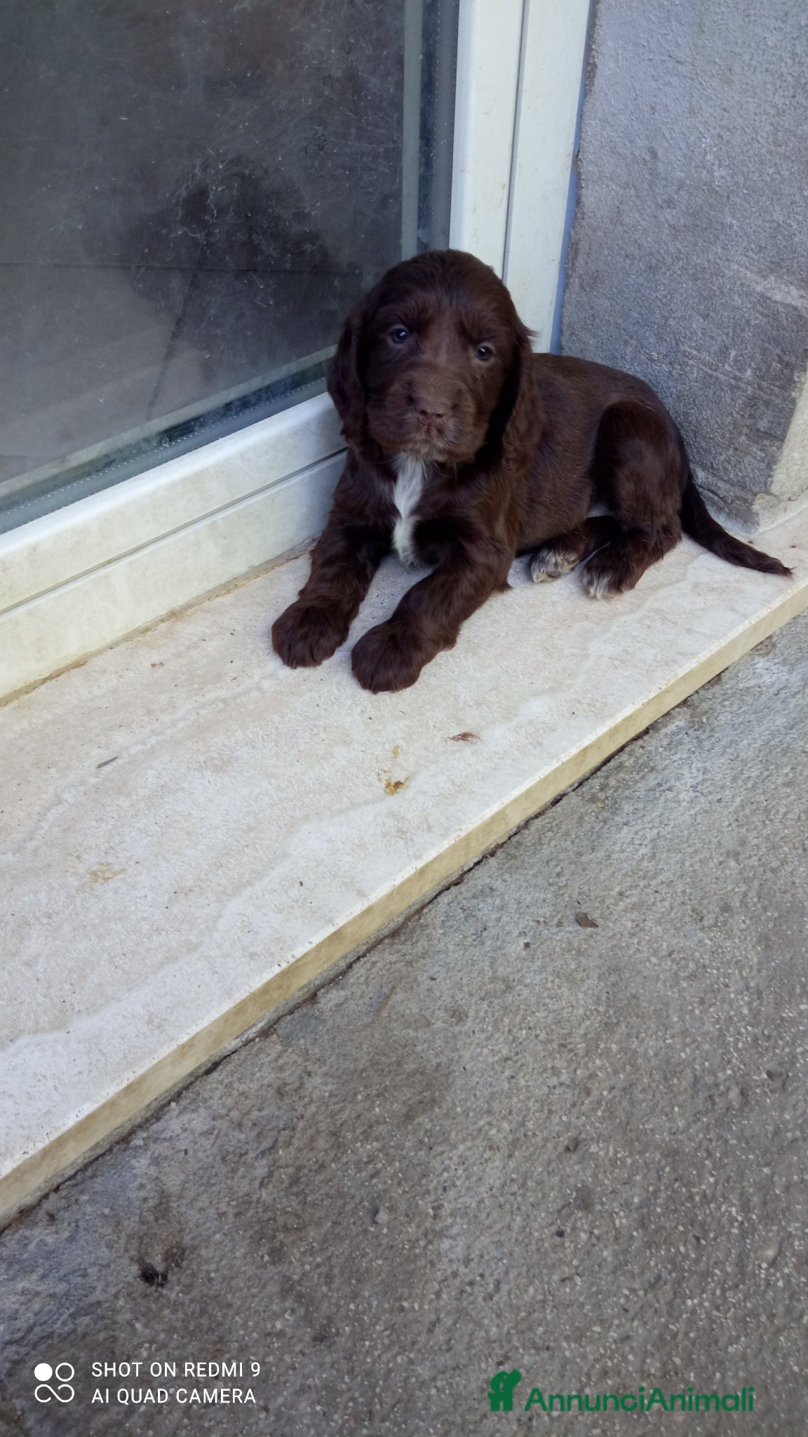 Cocker cani in vendita: Cocker spaniel cioccolato - Annuncio 1