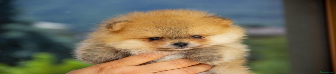 Volpino Pomerania Cucciolo 2