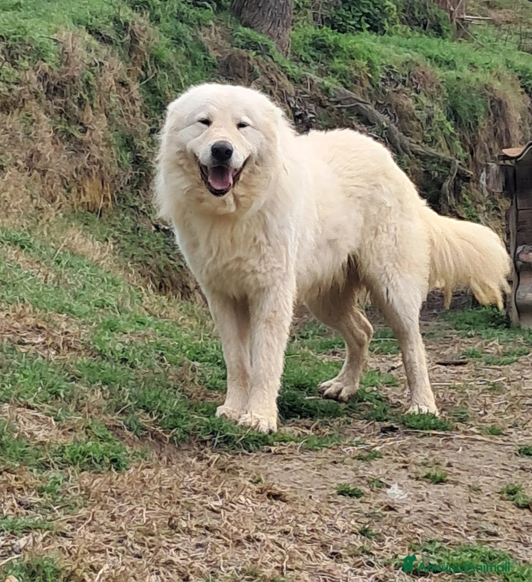 Pastore Maremmano cani in vendita: spettacolari cuccioli di Pastore marem. Abruzzese  - Annuncio 22