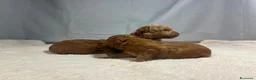 Barboncino Toy cani in vendita: Cuccioli barbone toy - Annuncio 13