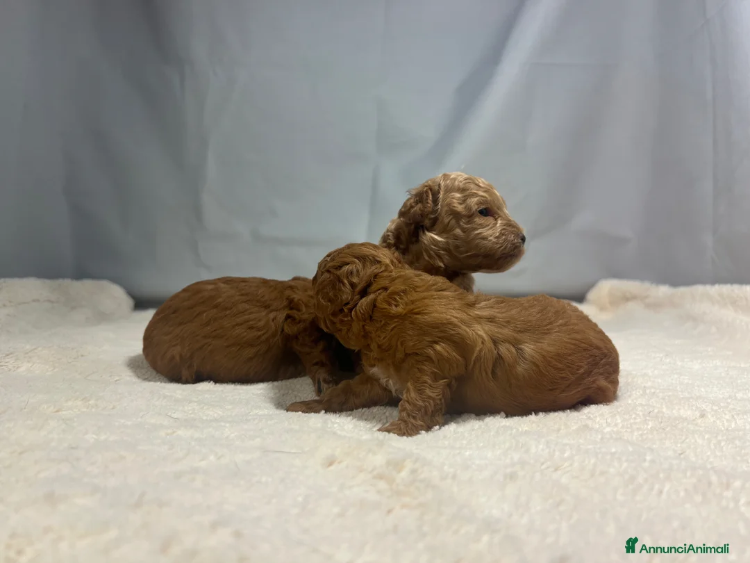 Barboncino Toy cani in vendita: Cuccioli barbone toy - Annuncio 13