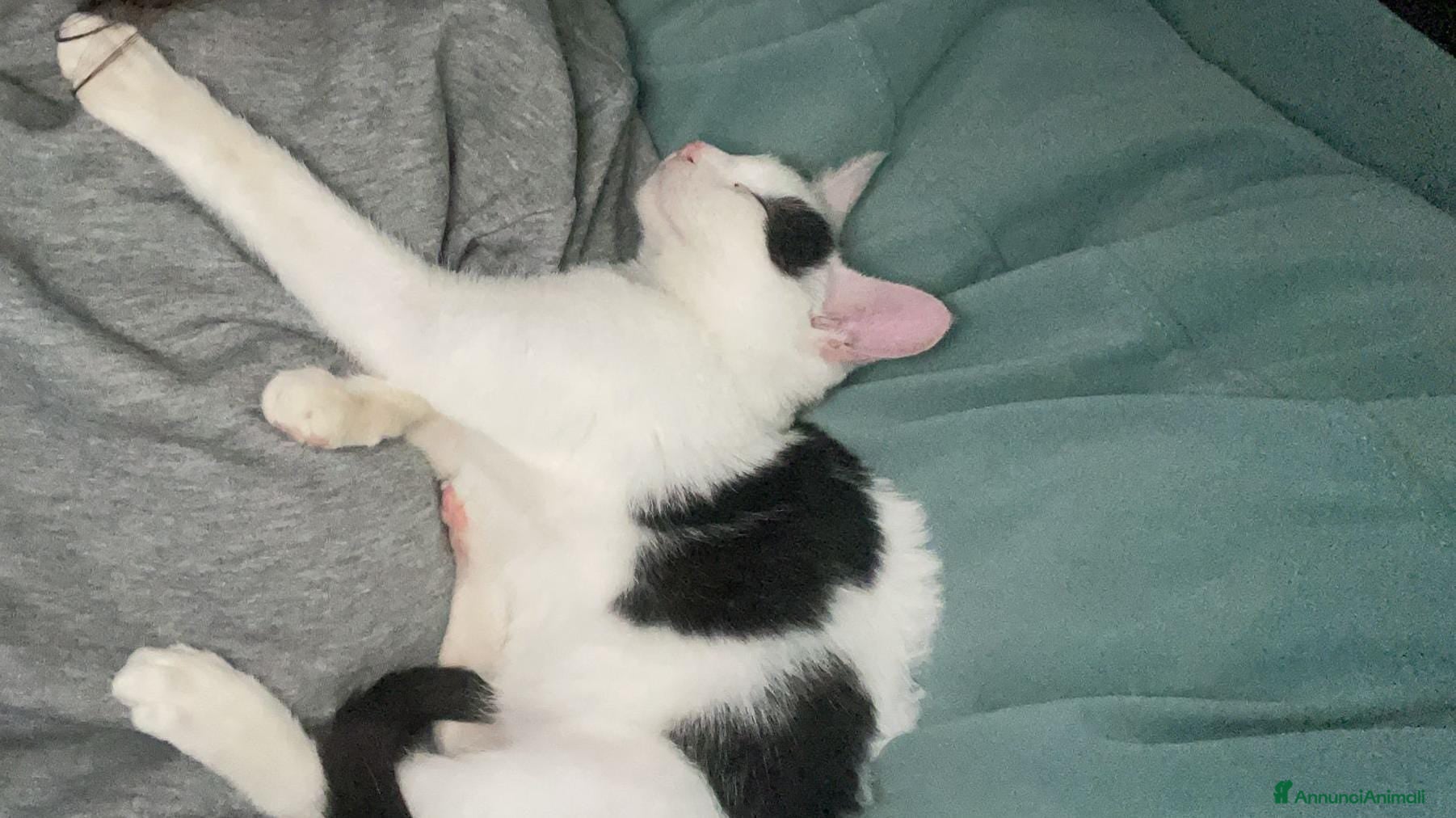 Meticcio gatti BIANCO - Annuncio 2