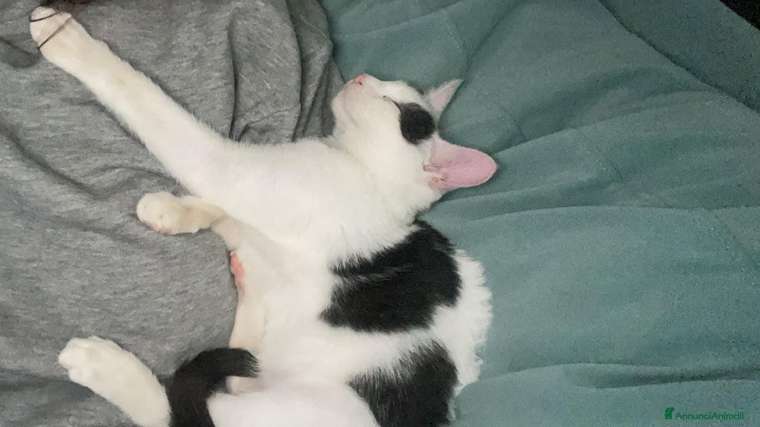 Meticcio gatti in regalo: BIANCO - Annuncio 2