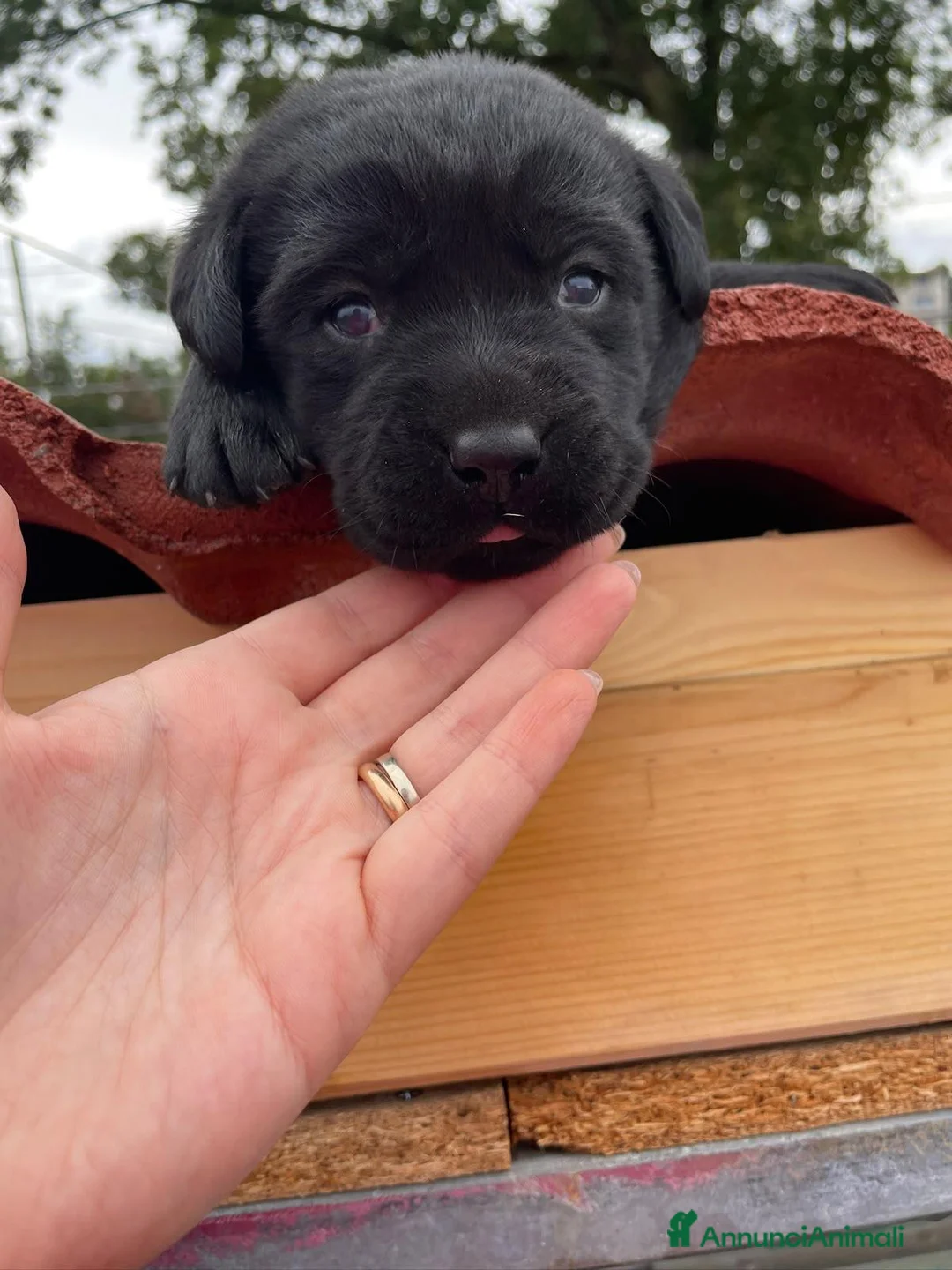 Labrador cani in vendita: Cuccioli labrador - Annuncio 9