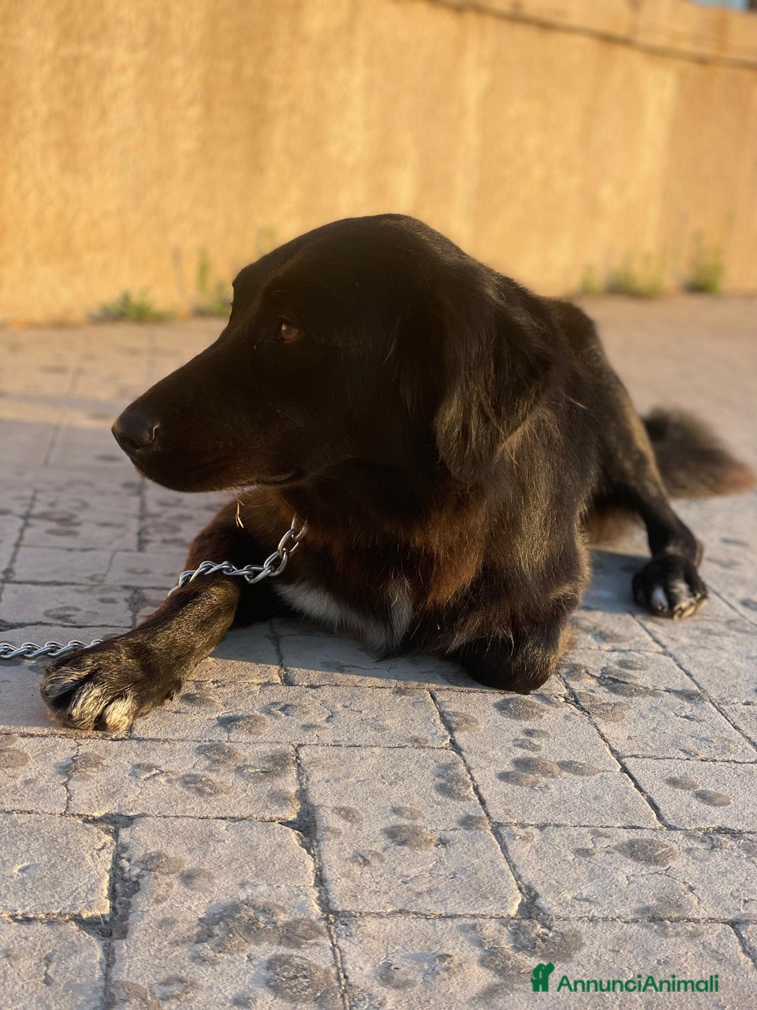 Meticcio cani in regalo: Diana dolcissima cagnolona - Annuncio 8