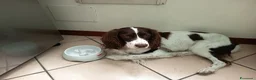 Springer Spaniel Inglese cani per accoppiamento: Springher Spaniel  - Annuncio 2