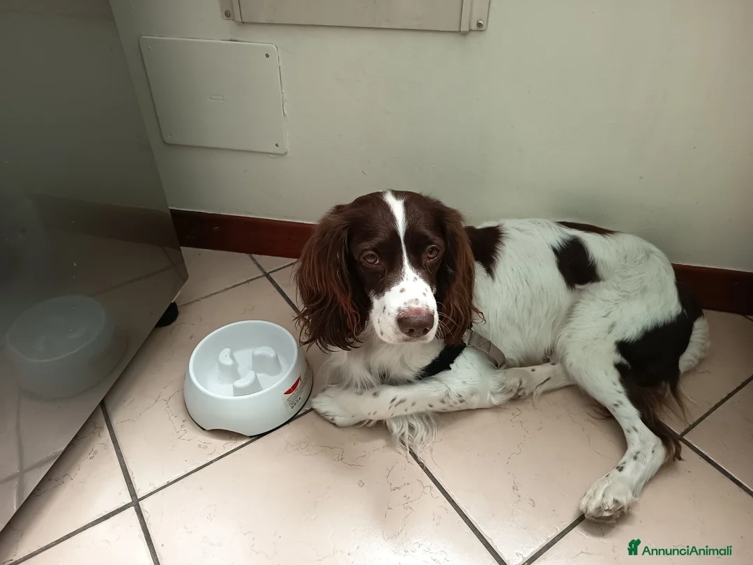 Springer Spaniel Inglese cani per accoppiamento: Springher Spaniel  - Annuncio 2