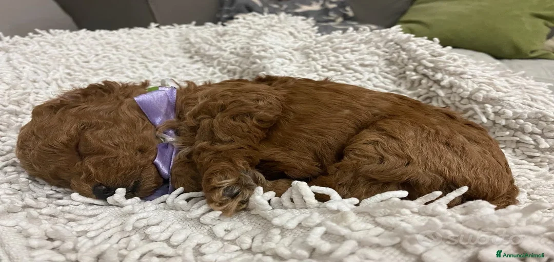 Immagine della galleria {{count}}