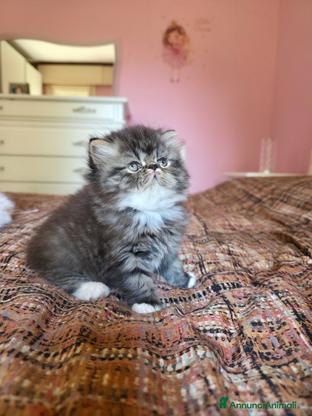 Persiano gatti in vendita: Gattini persiani a Provincia di Padova - Immagine 10