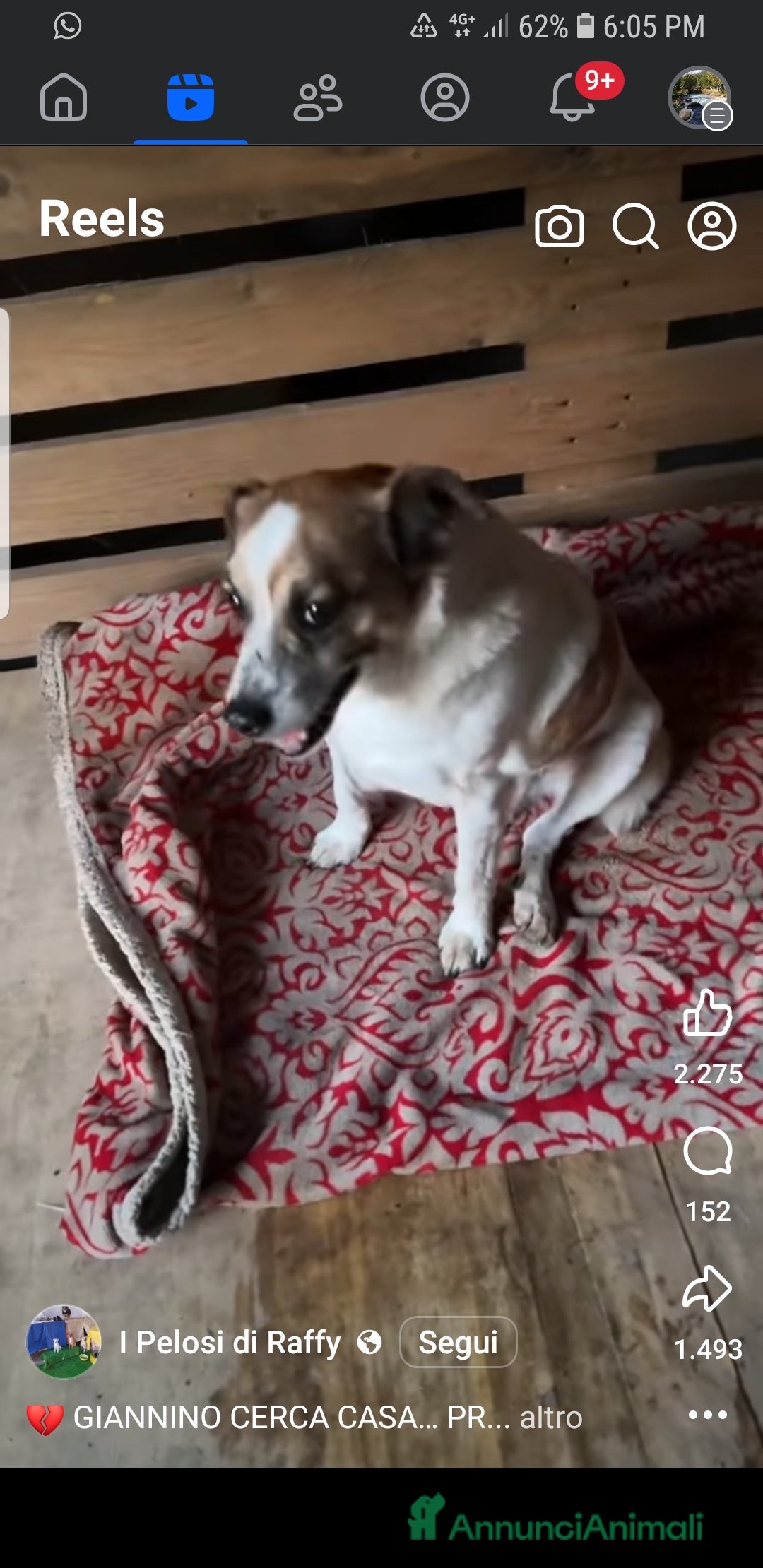 Meticcio cani in regalo: GIANNINO CERCA CASA… PRIMA CHE SIA TROPPO TARDI 💔 - Annuncio 1